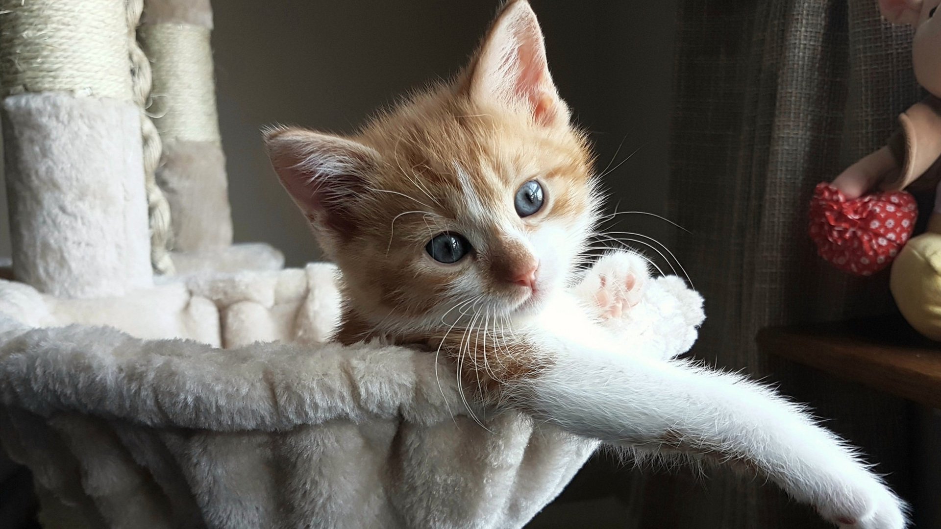 公牛队新秀连续高光表现，成为球队新宠，公牛队最新球员名单